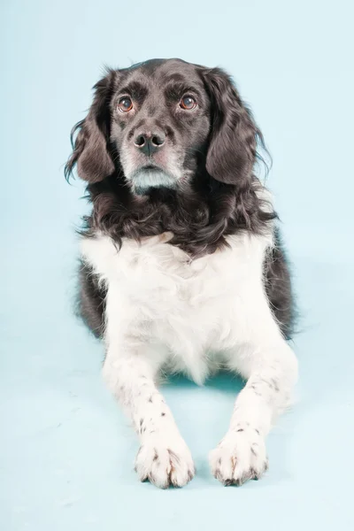 Portrait studio de Stabyhoun ou chien pointeur frison isolé sur fond bleu clair — Photo