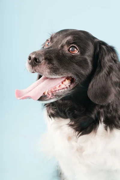 Studio porträtt av stabyhoun eller frisiska pekar hund isolerad på ljusblå bakgrund — Stockfoto