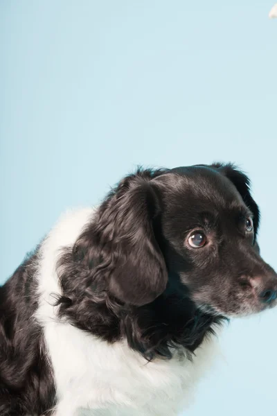 Studio portret van Stabij of Friese aanwijsapparaat hond geïsoleerd op lichte blauwe achtergrond — Stockfoto