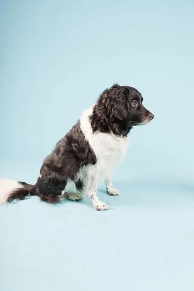 stock image Studio portrait of Stabyhoun or Frisian Pointing Dog isolated on light blue background