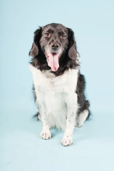 Studio ritratto di Stabyhoun o Frisone Pointing Dog isolato su sfondo azzurro — Foto Stock
