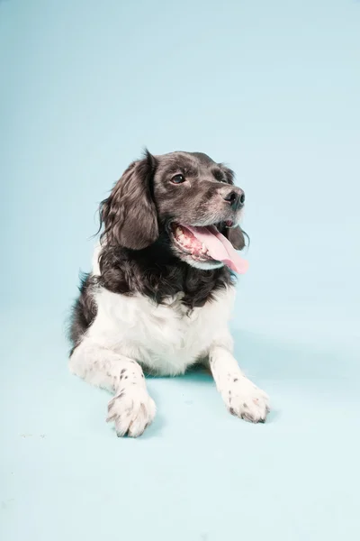 Stabyhoun atau Frisian Pointing Dog terisolasi — Stok Foto