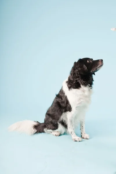 stock image Studio portrait of Stabyhoun or Frisian Pointing Dog isolated on light blue background