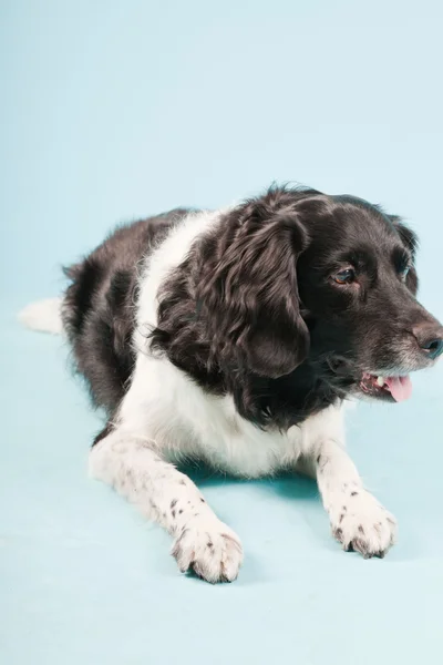Studio porträtt av stabyhoun eller frisiska pekar hund isolerad på ljusblå bakgrund — Stockfoto