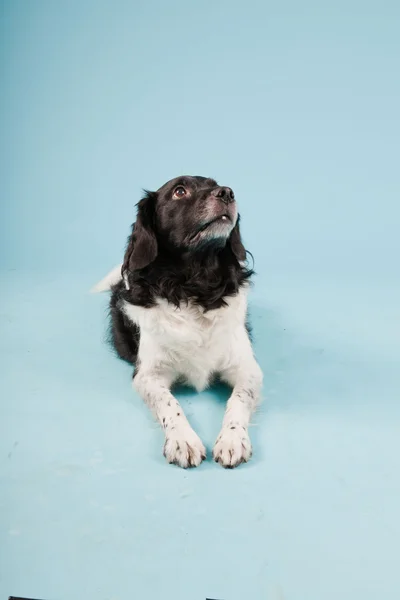 stock image Studio portrait of Stabyhoun or Frisian Pointing Dog isolated on light blue background