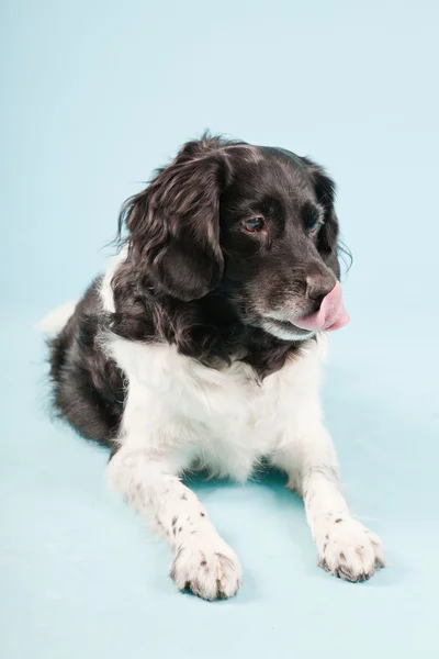 Студийный портрет Стабихуна или фризской собаки, выделенной на светло-голубом фоне — стоковое фото