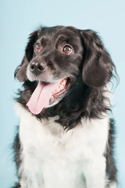 Retrato de estúdio de Stabyhoun ou Frisian Pointing Dog isolado no fundo azul claro — Fotografia de Stock
