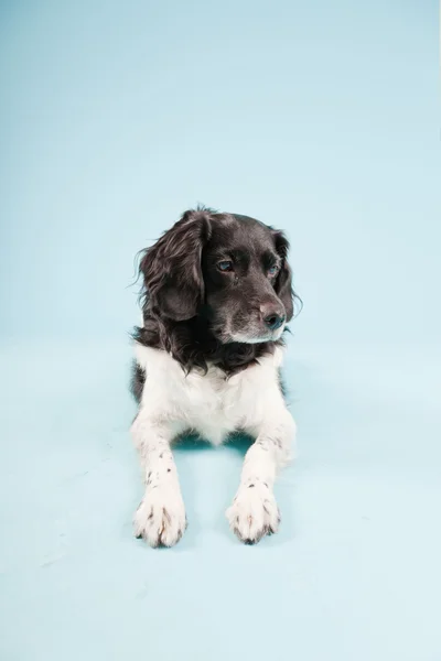 stock image Studio portrait of Stabyhoun or Frisian Pointing Dog isolated on light blue background