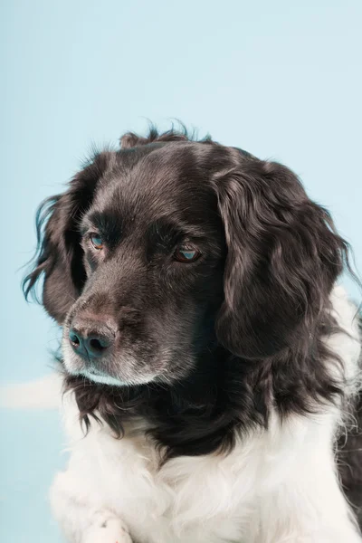 Portret studio Stabyhoun sau Frisian Pointing Dog izolat pe fundal albastru deschis — Fotografie, imagine de stoc