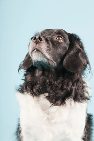 Studio portrait of Stabyhoun or Frisian Pointing Dog isolated on light blue background — Stock Photo, Image