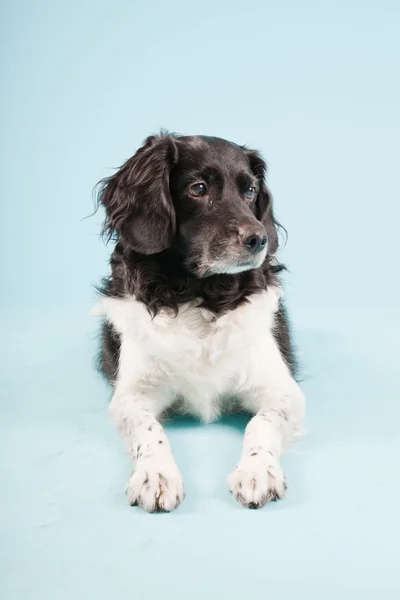 Retrato de estudio de Stabyhoun o Frisian Pointing Dog aislado sobre fondo azul claro —  Fotos de Stock
