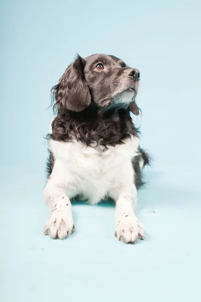 Stabyhoun or Frisian Pointing Dog isolated — Stock Photo, Image
