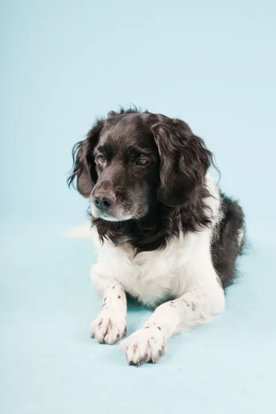 Studiový portrét stabyhoun nebo Frysk polohovací pes izolovaných na světle modrém pozadí — Stock fotografie