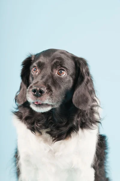 Portret studio Stabyhoun sau Frisian Pointing Dog izolat pe fundal albastru deschis — Fotografie, imagine de stoc