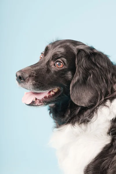 Stüdyo portre stabyhoun ya açık mavi renkli izole Frizce işaret eden köpek — Stok fotoğraf