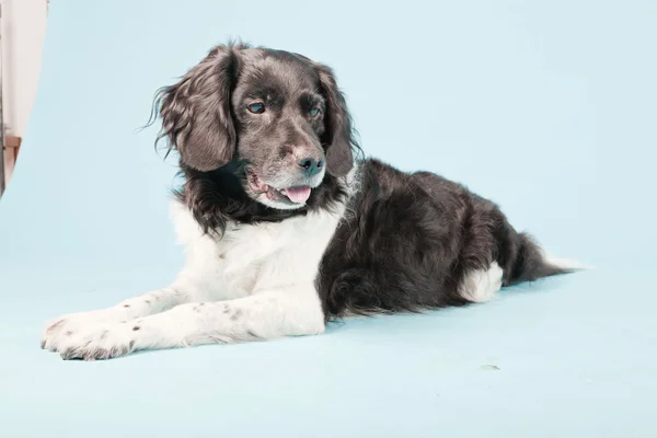 Stabyhoun veya Frizce işaret eden köpek izole — Stok fotoğraf