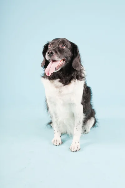 Studio portret van Stabij of Friese aanwijsapparaat hond geïsoleerd op lichte blauwe achtergrond — Stockfoto