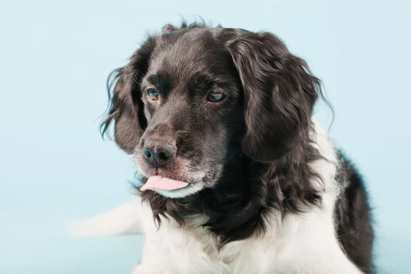 stock image Studio portrait of Stabyhoun or Frisian Pointing Dog isolated on light blue background