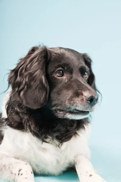 Stabyhoun ή ΜΑΡΙΧΟΥΑΝΑ κατάδειξης σκυλί απομονωθεί — Φωτογραφία Αρχείου