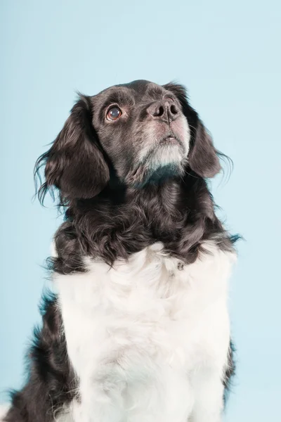 Retrato de estúdio de Stabyhoun ou Frisian Pointing Dog isolado no fundo azul claro — Fotografia de Stock