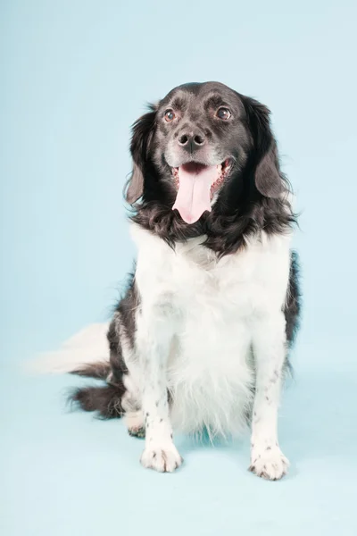 Retrato de estudio de Stabyhoun o Frisian Pointing Dog aislado sobre fondo azul claro —  Fotos de Stock