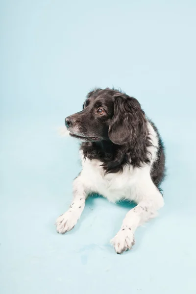 Potret studio Stabyhoun atau Anjing Penunjuk Frisia diisolasi pada latar belakang biru muda — Stok Foto