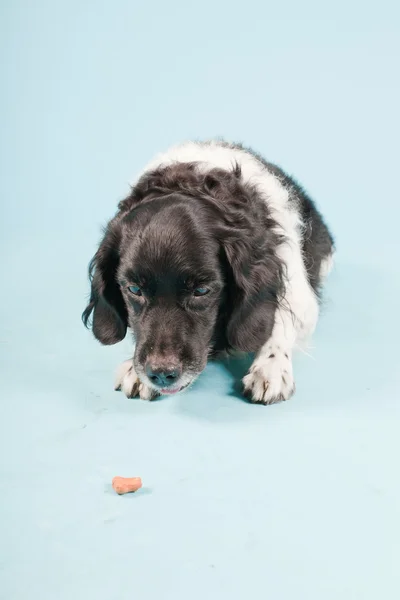 stock image Studio portrait of Stabyhoun or Frisian Pointing Dog isolated on light blue background