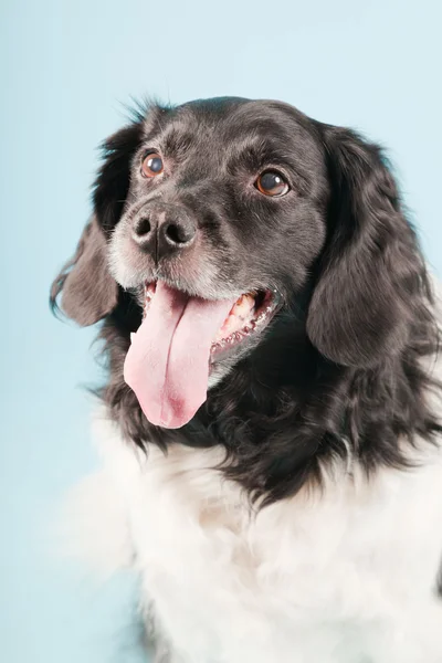 Stüdyo portre stabyhoun ya açık mavi renkli izole Frizce işaret eden köpek — Stok fotoğraf