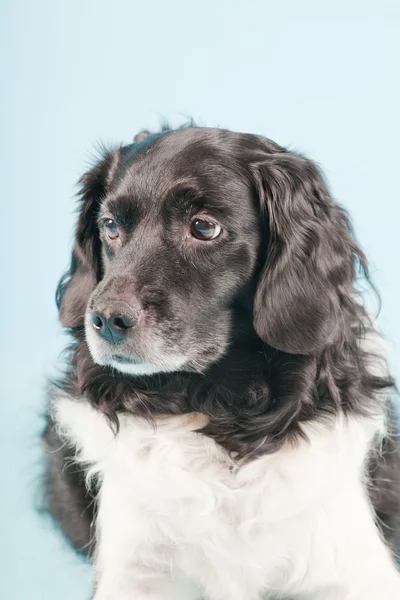 Στούντιο πορτρέτο του stabyhoun ή ΜΑΡΙΧΟΥΑΝΑ κατάδειξης σκυλί που απομονώνονται σε γαλάζιο φόντο — Φωτογραφία Αρχείου
