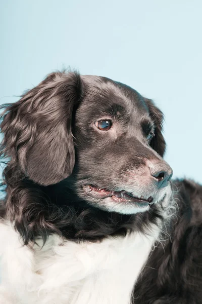 Stabyhoun veya Frizce işaret eden köpek izole — Stok fotoğraf