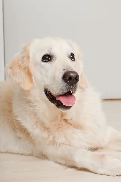 stock image Portrait of golden retriever lying in front of grey door on wooden floor. Living room.