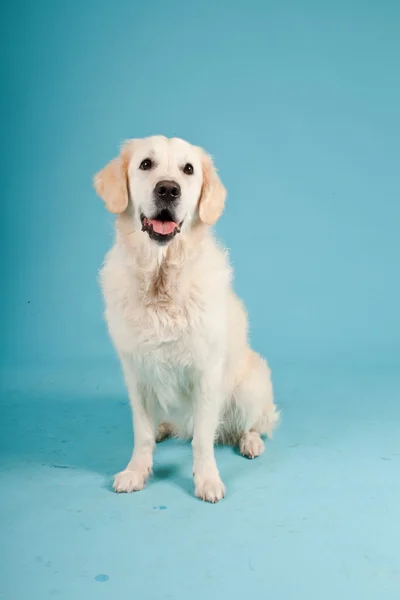 Złoty pies myśliwski na białym tle na światło niebieskie tło. łapka. — Zdjęcie stockowe