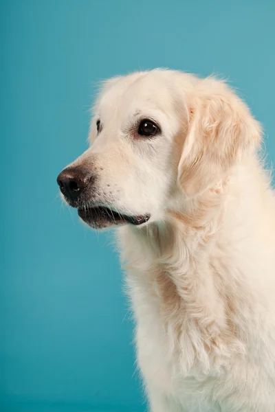 Golden retriever aislado sobre fondo azul claro. Captura de estudio . —  Fotos de Stock