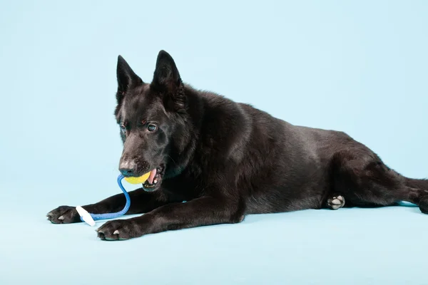 ब्लैक जर्मन शेपर्ड कुत्ता प्रकाश नीले पृष्ठभूमि पर अलग है। स्टूडियो शॉट . — स्टॉक फ़ोटो, इमेज