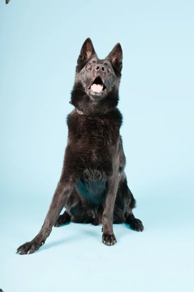 Μαύρο γερμανικό shepard σκυλί που απομονώνονται σε γαλάζιο φόντο. Studio που γυρίστηκε. — Φωτογραφία Αρχείου