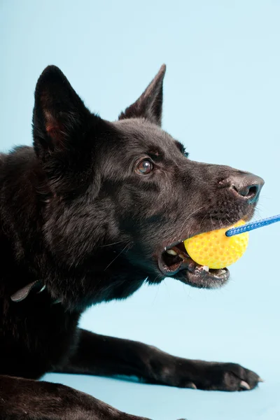 Black german shepard dog with yellow toy ball isolated on light blue background. Studio shot. — Stock Photo, Image