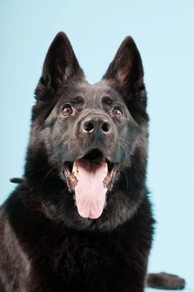 검은 독일 셰퍼드 개는 밝은 파란색 배경에 고립. 스튜디오 촬영. — 스톡 사진