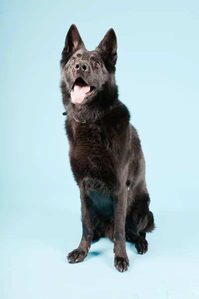 Černá německé shepard psa izolovaných na světle modrém pozadí. Studio záběr. — Stock fotografie