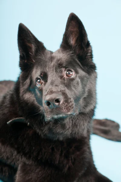 Siyah Alman Shepard köpek açık mavi renkli izole. Stüdyo vurdu. — Stok fotoğraf