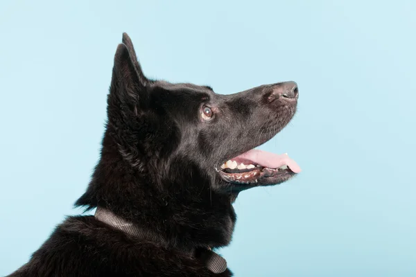 谢泼德狗隔离在浅蓝色背景的黑色德国。工作室拍摄. — 图库照片