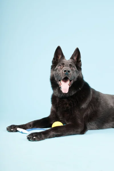 ब्लैक जर्मन शेपर्ड कुत्ता प्रकाश नीले पृष्ठभूमि पर अलग है। स्टूडियो शॉट . — स्टॉक फ़ोटो, इमेज