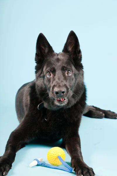 Black german shepard dog with yellow toy ball isolated on light blue background. Studio shot. — Stock Photo, Image