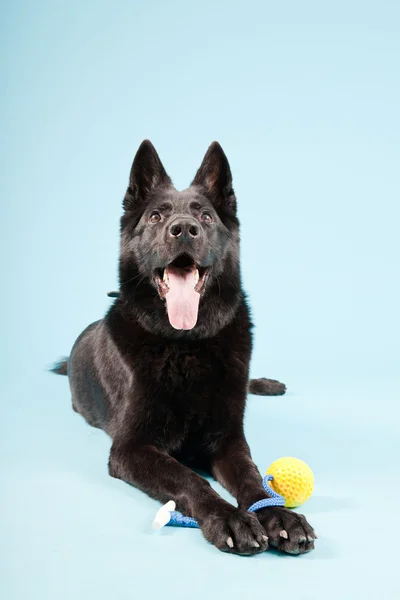 Чорний німецький Шепард собака ізольовані на світлому фоні синього. Студія постріл. — стокове фото