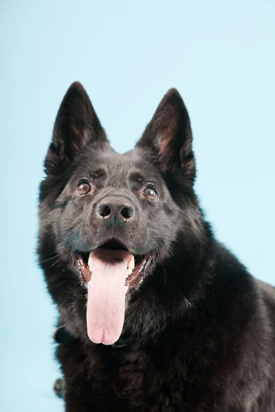 Schwarzer Schäferhund isoliert auf hellblauem Hintergrund. Studioaufnahme. — Stockfoto