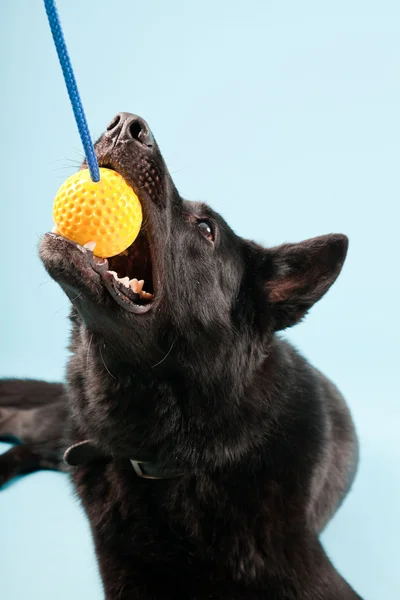 Svart, tysk hund med gul lekeball isolert på lyseblå bakgrunn. Studio-opptak . – stockfoto