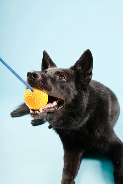 stock image Black german shepard dog with yellow toy ball isolated on light blue background. Studio shot.