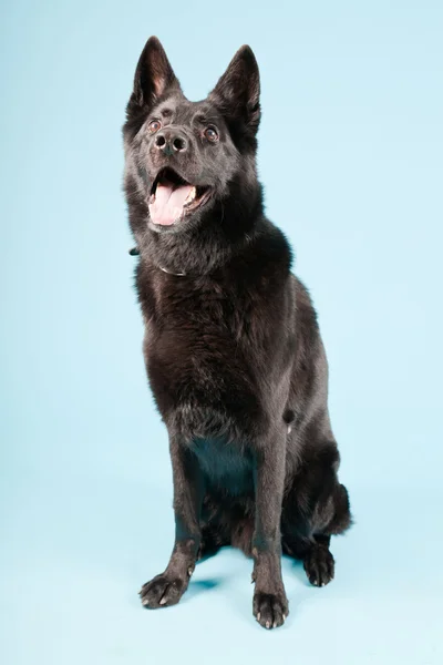 Černá německé shepard psa izolovaných na světle modrém pozadí. Studio záběr. — Stock fotografie