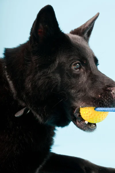 Черная немецкая шепард собака с желтым игрушечным мячом изолирована на светло-голубом фоне. Снимок студии . — стоковое фото