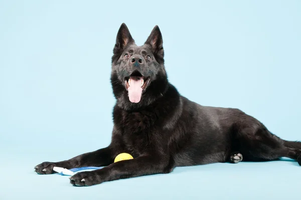 Μαύρο γερμανικό shepard σκυλί που απομονώνονται σε γαλάζιο φόντο. Studio που γυρίστηκε. — Φωτογραφία Αρχείου
