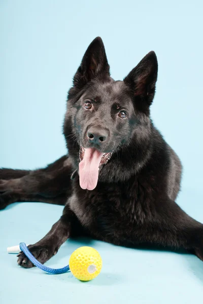 काले जर्मन शेपर्ड कुत्ते पीले खिलौना गेंद के साथ प्रकाश नीले पृष्ठभूमि पर अलग। स्टूडियो शॉट . — स्टॉक फ़ोटो, इमेज